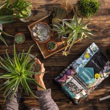 Lechuza Basic Pon 6 liter