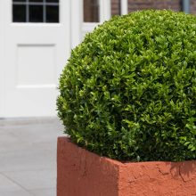  Műbuxus S Zöld ø 52 cm