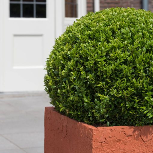 Műbuxus S Zöld ø 52 cm