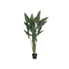  Alocasia taro M, Zöld 140 cm Műnövény