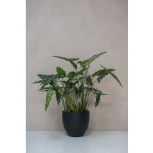  Alocasia taro M, Zöld 140 cm Műnövény