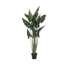 Alocasia taro L, Zöld 160 cm Műnövény
