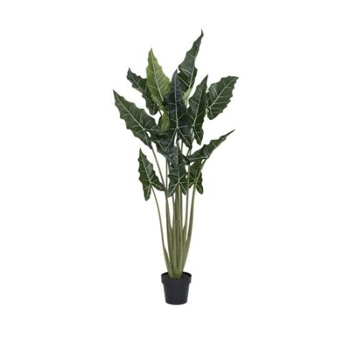 Alocasia taro L, Zöld 160 cm Műnövény