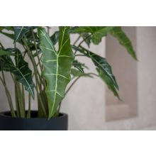 Alocasia taro L, Zöld 160 cm Műnövény