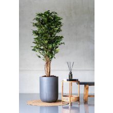 Fikusz fa L, Zöld 180 cm Műnövény