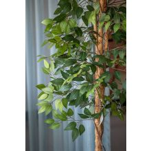 Fikusz fa L, Zöld 180 cm Műnövény