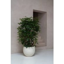 Jumbo Orb M Spălat Bej ø 110,5 x 90,5 cm