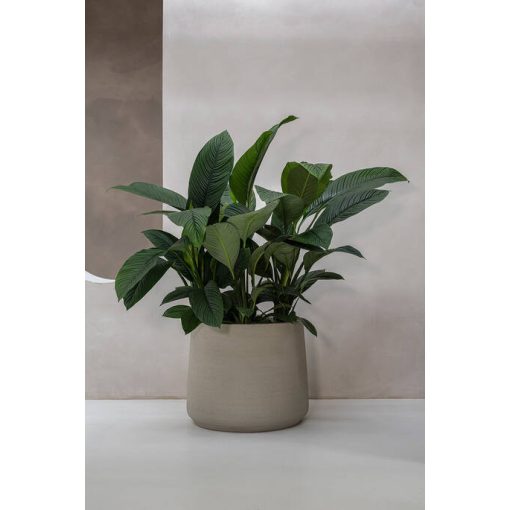 Jumbo Patt XS Mosott Bézs ø 73 x 61 cm