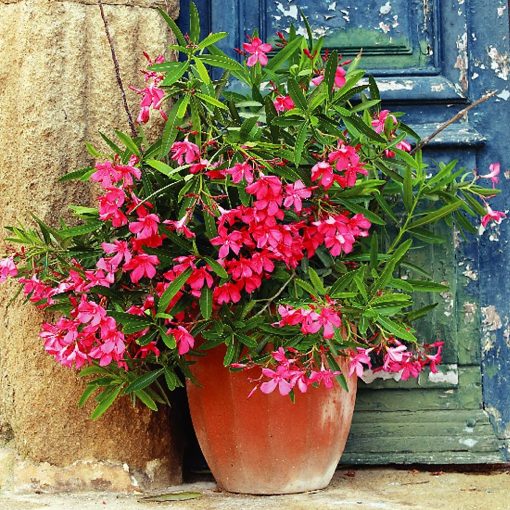 GARRI leander tápoldat 1 literes