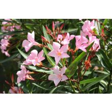 GARRI leander tápoldat 1 literes