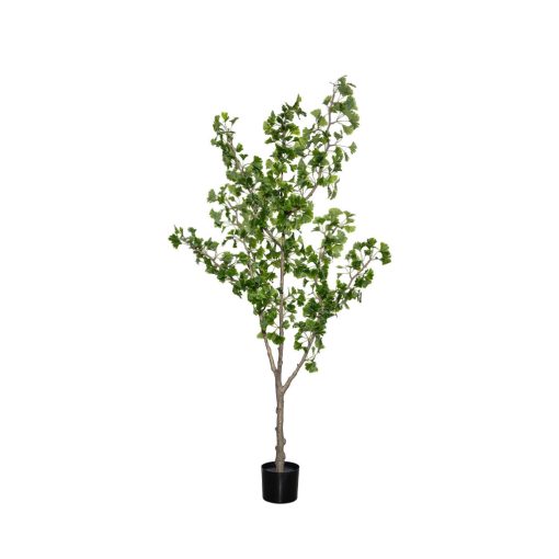 Ginko Biloba Tree  Green Műnövény akár 360 cm magas