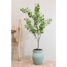 Ginko Biloba Tree  Green Műnövény akár 360 cm magas