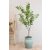 Ginko Biloba Tree  Green Műnövény akár 360 cm magas