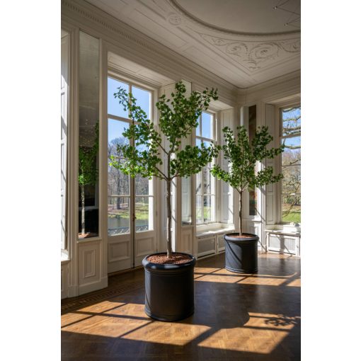 Ginko Biloba Tree  Green Műnövény akár 360 cm magas