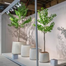 Ginko Biloba Tree  Green Műnövény akár 360 cm magas