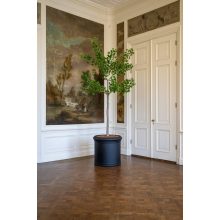 Ginko Biloba Tree  Green Műnövény akár 360 cm magas