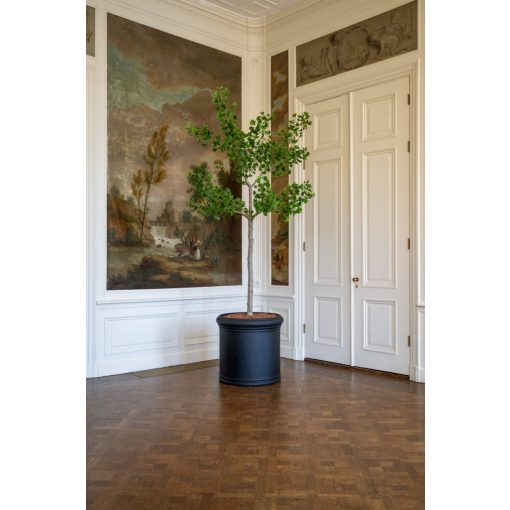 Ginko Biloba Tree  Green Műnövény akár 360 cm magas
