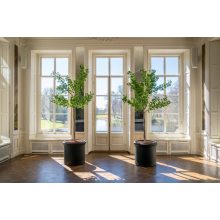 Ginko Biloba Tree  Green Műnövény akár 360 cm magas