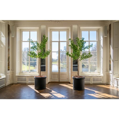 Ginko Biloba Tree  Green Műnövény akár 360 cm magas