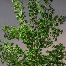 Ginko Biloba Tree  Green Műnövény akár 360 cm magas