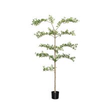 Buchida Buceras Shady Lady Tree  Green Műnövény akár 390 cm magas