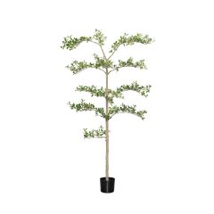   Buchida Buceras Shady Lady Tree  Green Műnövény akár 390 cm magas