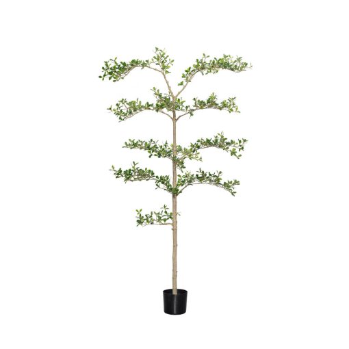 Buchida Buceras Shady Lady Tree  Green Műnövény akár 390 cm magas