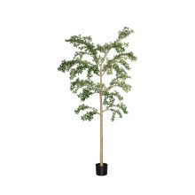 Buchida Buceras Shady Lady Tree  Green Műnövény akár 390 cm magas