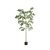  Buchida Buceras Shady Lady Tree  Green Műnövény akár 390 cm magas