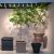   Buchida Buceras Shady Lady Tree  Green Műnövény akár 390 cm magas