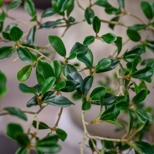 Buchida Buceras Shady Lady Tree  Green Műnövény akár 390 cm magas