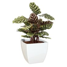 Artevasi Siena Matt self-watering planter