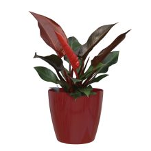 Artevasi San Remo kaspó önöntözővel