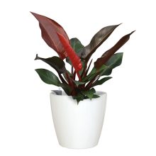 Artevasi San Remo kaspó önöntözővel