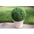 Mű Gömb Buxus-Boxwood ball 