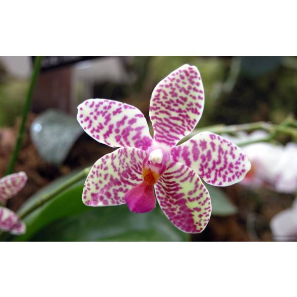 Sandis  Orchideaföld 5 literes