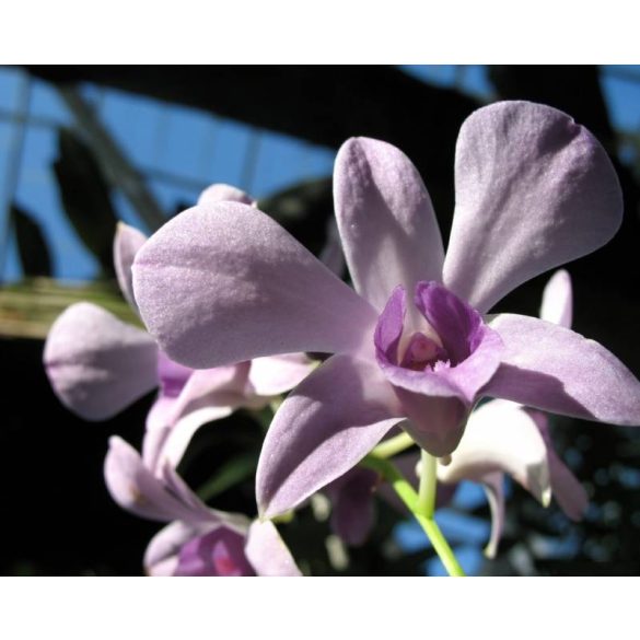GARRI Virágföld: Orchideaföld 5 literes