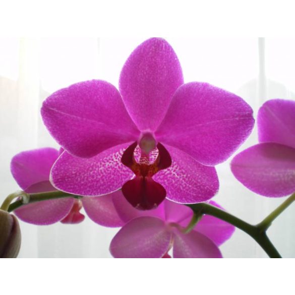 GARRI Virágföld: Orchideaföld 5 literes