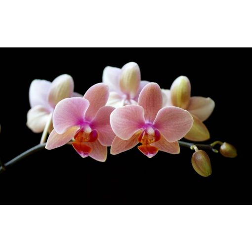 GARRI Orchideaföld 5 literes