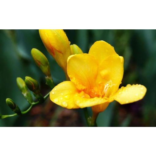 Sandis Általános tápoldat 0.5 literes-1 literes