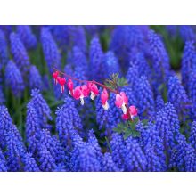 Sandis Általános tápoldat 0.5 literes-1 literes