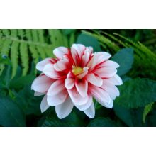 GARRI Virágzó növényekhez tápoldat 1 lteres