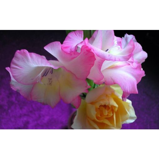 GARRI Virágzó növényekhez tápoldat 1 lteres