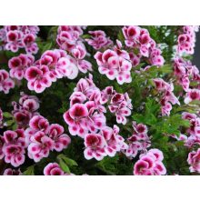 GARRI Virágföld: Muskátliföld 20 literes