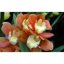 Sandis Orchidea tápoldat 0.5 Literes