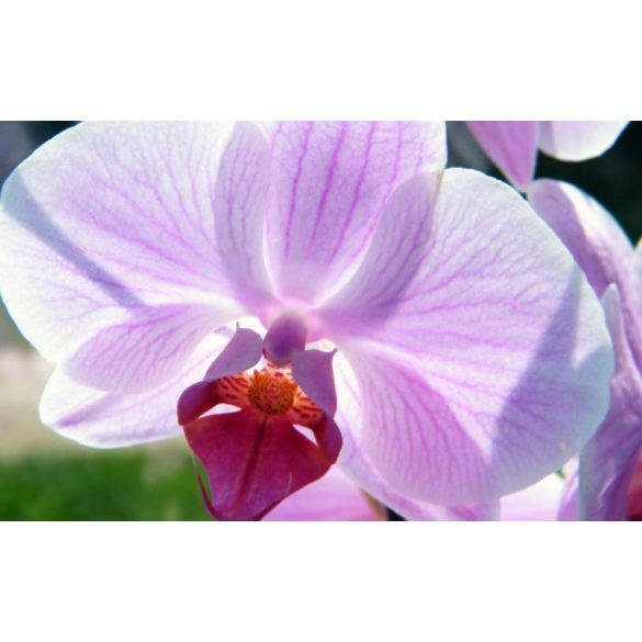 GARRI Orchidea tápoldat 0.5 Literes