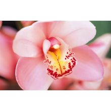 Sandis Orchidea tápoldat 0.5 Literes