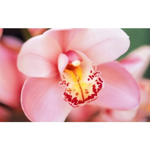 Sandis Orchidea tápoldat 0.5 Literes