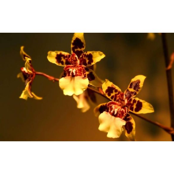 Sandis Orchidea tápoldat 0.5 Literes