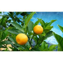 GARRI Citrusfélékhez tápoldat 0.5 literes